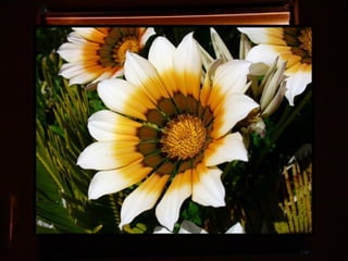 Afrikai  aranyvirág    Gazania