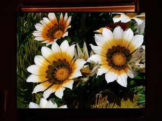 Afrikai  aranyvirág    Gazania