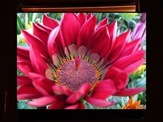 Afrikai  aranyvirág    Gazania