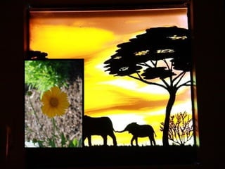 Afrikai  aranyvirág    Gazania