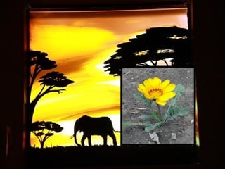 Afrikai  aranyvirág    Gazania