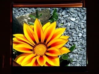 Afrikai  aranyvirág    Gazania