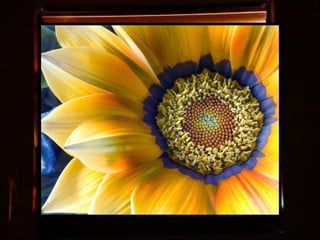 Afrikai  aranyvirág    Gazania