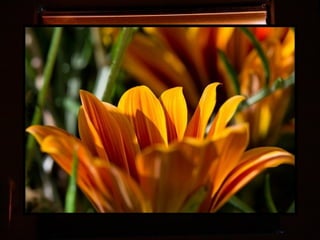 Afrikai  aranyvirág    Gazania