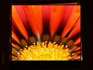 Afrikai  aranyvirág    Gazania