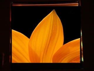 Afrikai  aranyvirág    Gazania