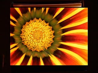 Afrikai  aranyvirág    Gazania