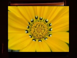 Afrikai  aranyvirág    Gazania