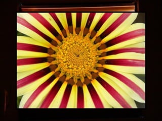 Afrikai  aranyvirág    Gazania