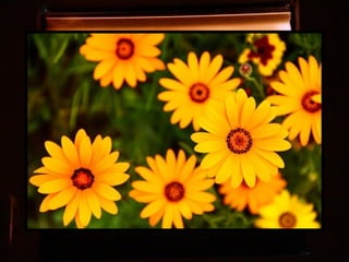 Afrikai  aranyvirág    Gazania