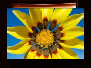 Afrikai  aranyvirág    Gazania