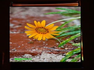 Afrikai  aranyvirág    Gazania