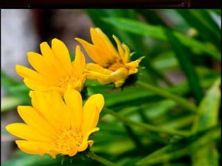 Afrikai  aranyvirág    Gazania