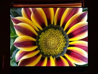 Afrikai  aranyvirág    Gazania