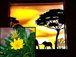 Afrikai  aranyvirág    Gazania