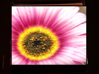 Afrikai  aranyvirág    Gazania