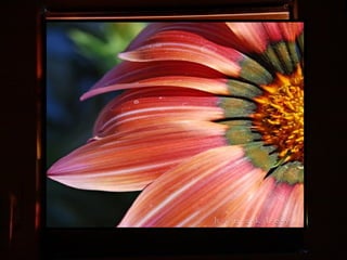 Afrikai  aranyvirág    Gazania