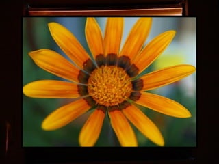 Afrikai  aranyvirág    Gazania