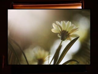 Afrikai  aranyvirág    Gazania