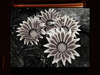 Afrikai  aranyvirág    Gazania