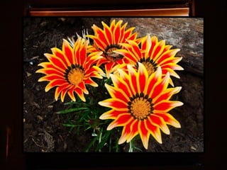 Afrikai  aranyvirág    Gazania