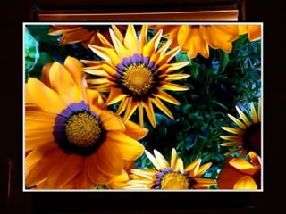 Afrikai  aranyvirág    Gazania