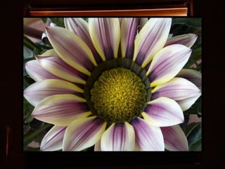 Afrikai  aranyvirág    Gazania