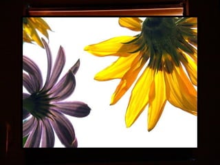 Afrikai  aranyvirág    Gazania