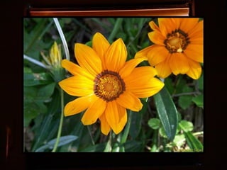 Afrikai  aranyvirág    Gazania