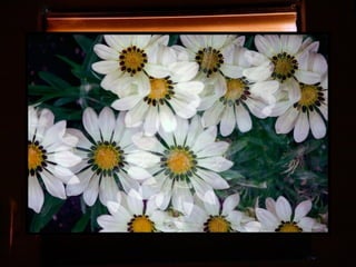 Afrikai  aranyvirág    Gazania