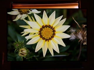 Afrikai  aranyvirág    Gazania