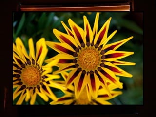 Afrikai  aranyvirág    Gazania