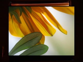 Afrikai  aranyvirág    Gazania