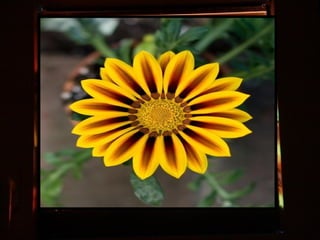 Afrikai  aranyvirág    Gazania