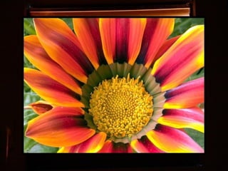 Afrikai  aranyvirág    Gazania