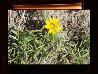 Afrikai  aranyvirág    Gazania