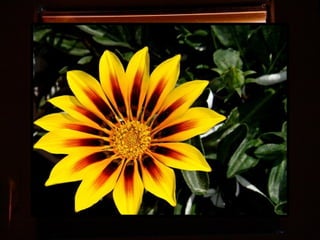 Afrikai  aranyvirág    Gazania