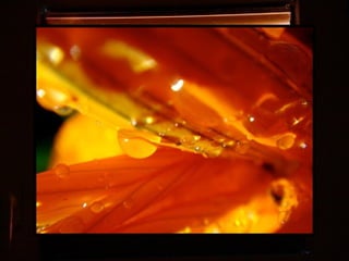 Afrikai  aranyvirág    Gazania