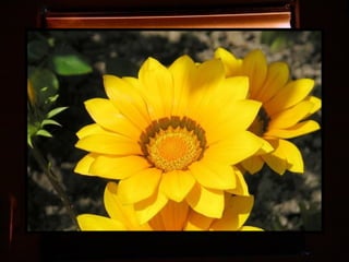 Afrikai  aranyvirág    Gazania