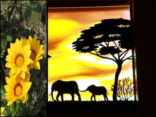 Afrikai  aranyvirág    Gazania