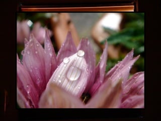 Afrikai  aranyvirág    Gazania