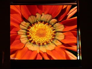 Afrikai  aranyvirág    Gazania