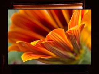 Afrikai  aranyvirág    Gazania