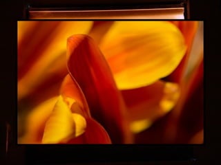 Afrikai  aranyvirág    Gazania