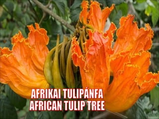 Afrikai  tulipánfa  African   Tulip  Tree