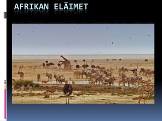AFRIKAN ELÄIMET


  Afrikan eläimiä
 