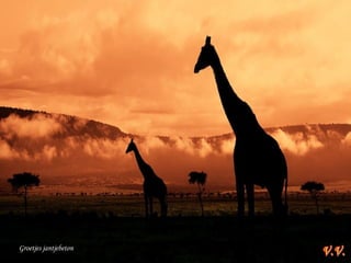 Groetjes jantjebeton
 