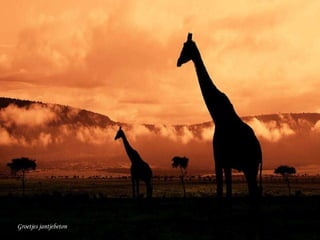 Groetjes jantjebeton 