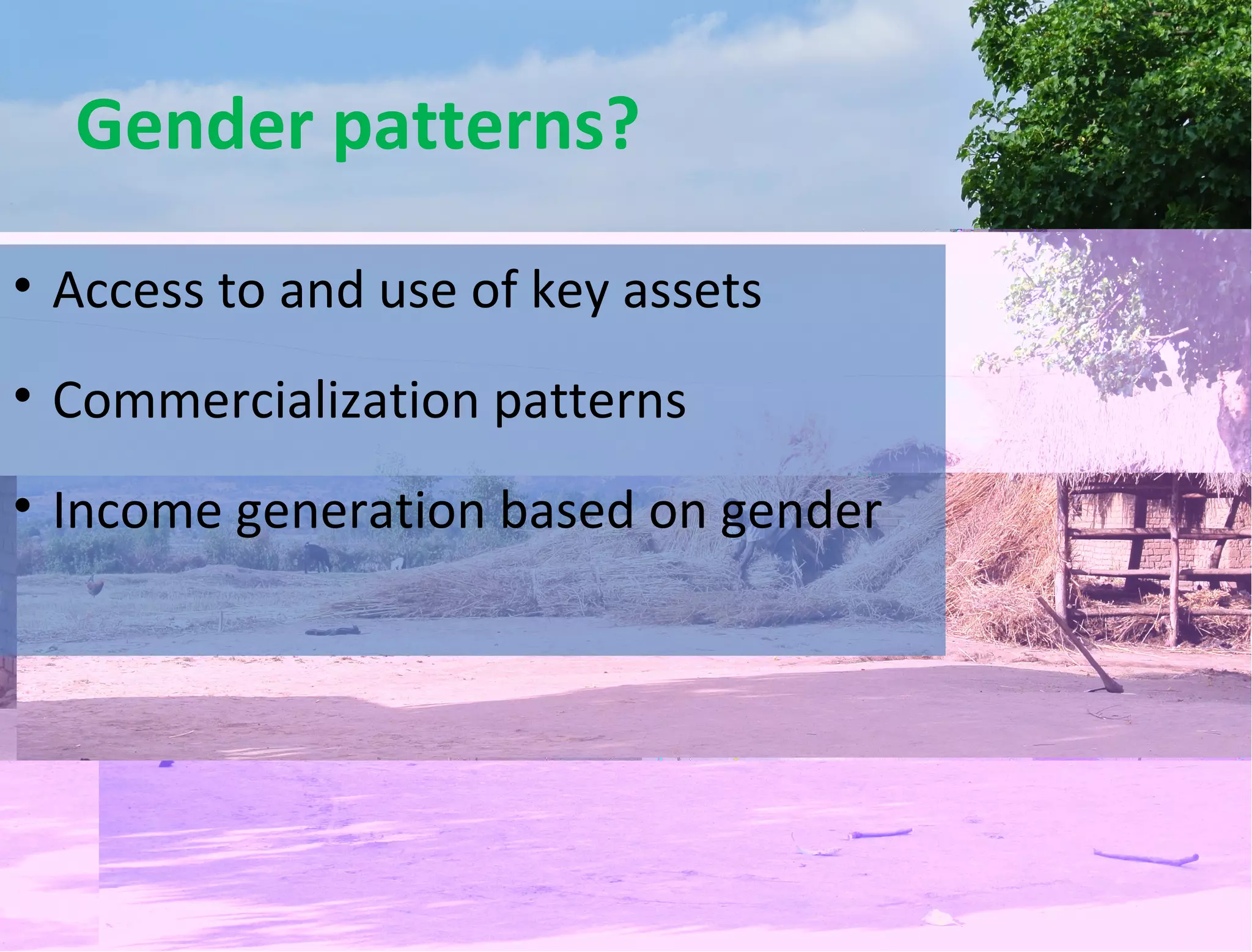 Gender patterns?
• Access to and use of key assets
• Commercialization patterns
• Income generation based on gender
 