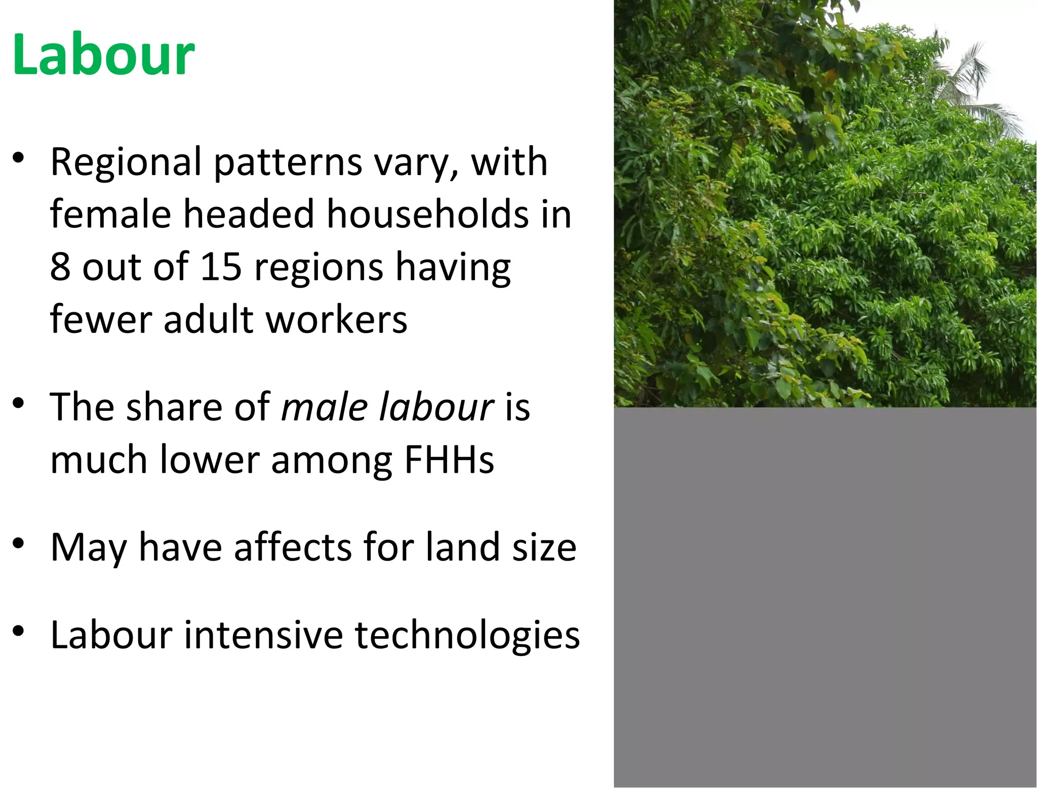 Labour
• Regional patterns vary, with
female headed households in
8 out of 15 regions having
fewer adult workers
• The share of male labour is
much lower among FHHs
• May have affects for land size
• Labour intensive technologies
 